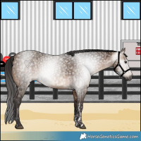 Horse Color:Gray Bay Dun Tobiano  and Bay 