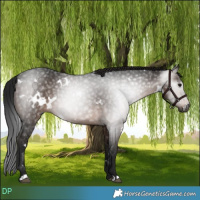 Horse Color:Gray White Spotted Brown