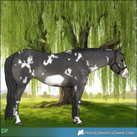 Horse Color:White Spotted Black Frame