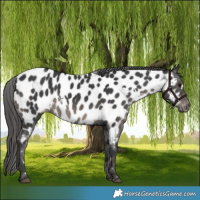 Horse Color:White Spotted Black Appaloosa 