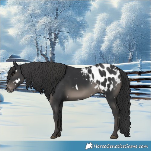 Horse Color:White Spotted Black Appaloosa 