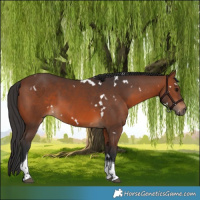 Horse Color:White Spotted Brown Tobiano 