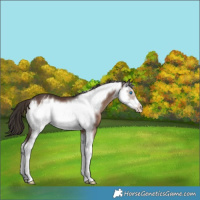 Horse Color:Liver Chestnut Sabino Splash Frame Appaloosa Rabicano 