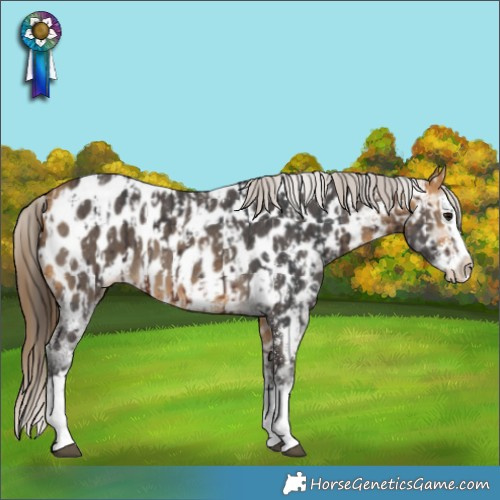 Horse Color:Brown Sabino Splash Appaloosa  and Buckskin Sabino Splash Appaloosa 