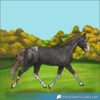 Horse Color:Liver Chestnut Sabino Splash Appaloosa  and Gray Liver Chestnut Sabino Splash Appaloosa 