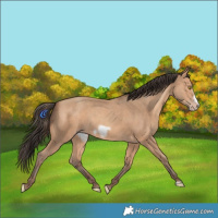 Horse Color:Amber Champagne Frame 