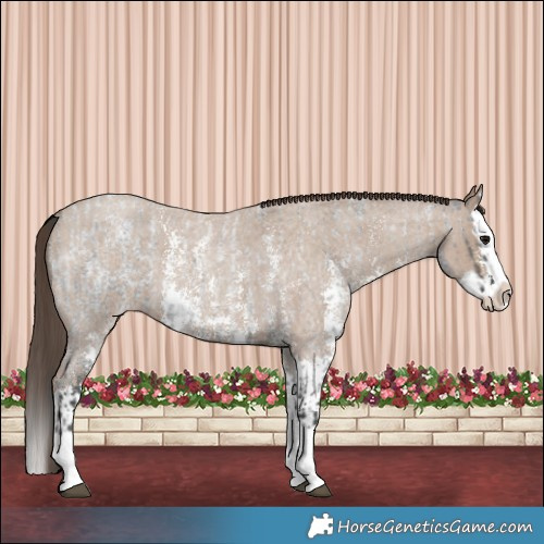 Horse Color:Blue Roan Sabino Splash and Classic Champagne Roan Sabino Splash