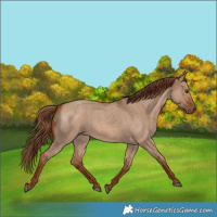 Horse Color:Red Dun Roan 