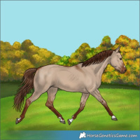 Horse Color:Red Dun 