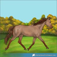 Horse Color:Red Dun 