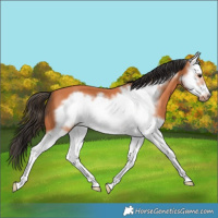 Horse Color:Bay Splash Frame 
