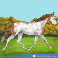 Horse Color:Chestnut Splash Frame 