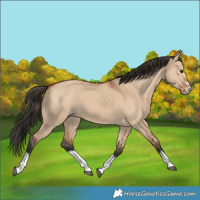Horse Color:Bay Dun Splash Frame 