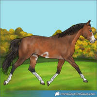 Horse Color:Bay Splash Frame
