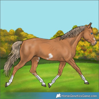 Horse Color:Chestnut Splash Frame 