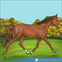 Horse Color:Chestnut Splash Frame 