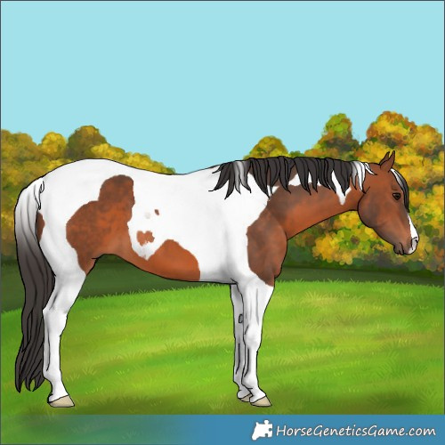 Horse Color:Bay Tobiano