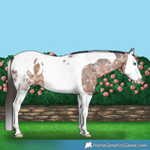 Horse Color:Brown Ice Splash Tobiano Appaloosa