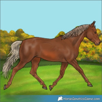 Horse Color:Chestnut 
