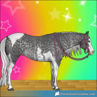 Horse Color:Platinum Silver Buckskin Sabino Splash Tobiano 