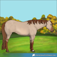 Horse Color:Red Dun 