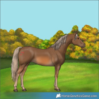 Horse Color:Chocolate Palomino 