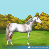 Horse Color:Gray Chestnut 