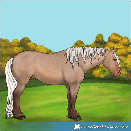 Horse Color:Silver Brown Dun Appaloosa 