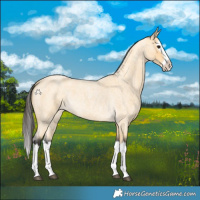 Horse Color:Buckskin Roan Splash 