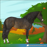 Horse Color:Buckskin 