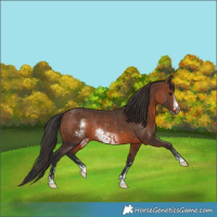 Horse Color:Brown Rabicano  and Brown Frame Rabicano 