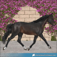 Horse Color:Brown 