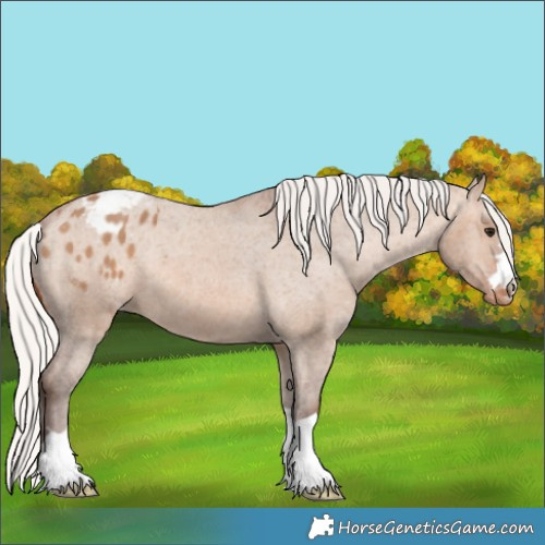 Horse Color:Silver Brown Dun Appaloosa 