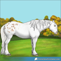Horse Color:Silver Brown Dun Appaloosa 