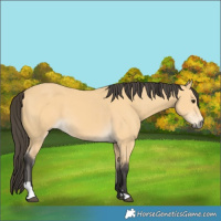 Horse Color:Buckskin 