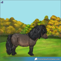 Horse Color:Brown Dun 