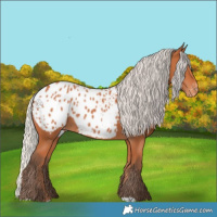 Horse Color:Silver Bay Appaloosa 