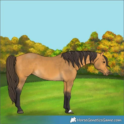 Horse Color:Buckskin 
