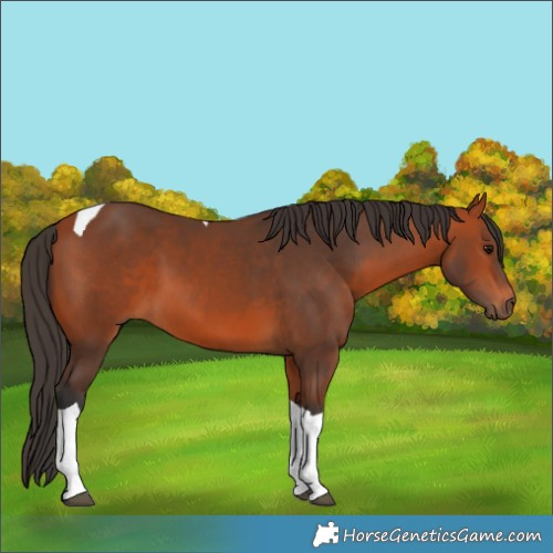 Horse Color:Bay Tobiano 