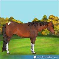Horse Color:Bay Tobiano 