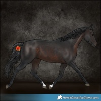 Horse Color:Brown 