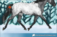 Horse Color:Blue Roan Near Leopard 