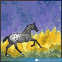 Horse Color:Blue Roan Appaloosa