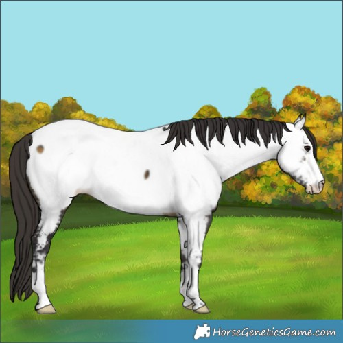 Horse Color:Buckskin Appaloosa 