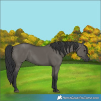 Horse Color:Grullo 