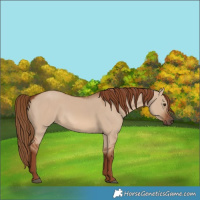Horse Color:Red Dun 