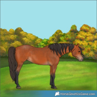 Horse Color:Bay 