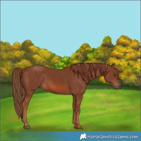 Horse Color:Chestnut 