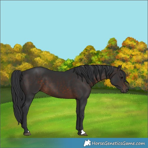Horse Color:Brown 
