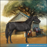 Horse Color:Smoky Black